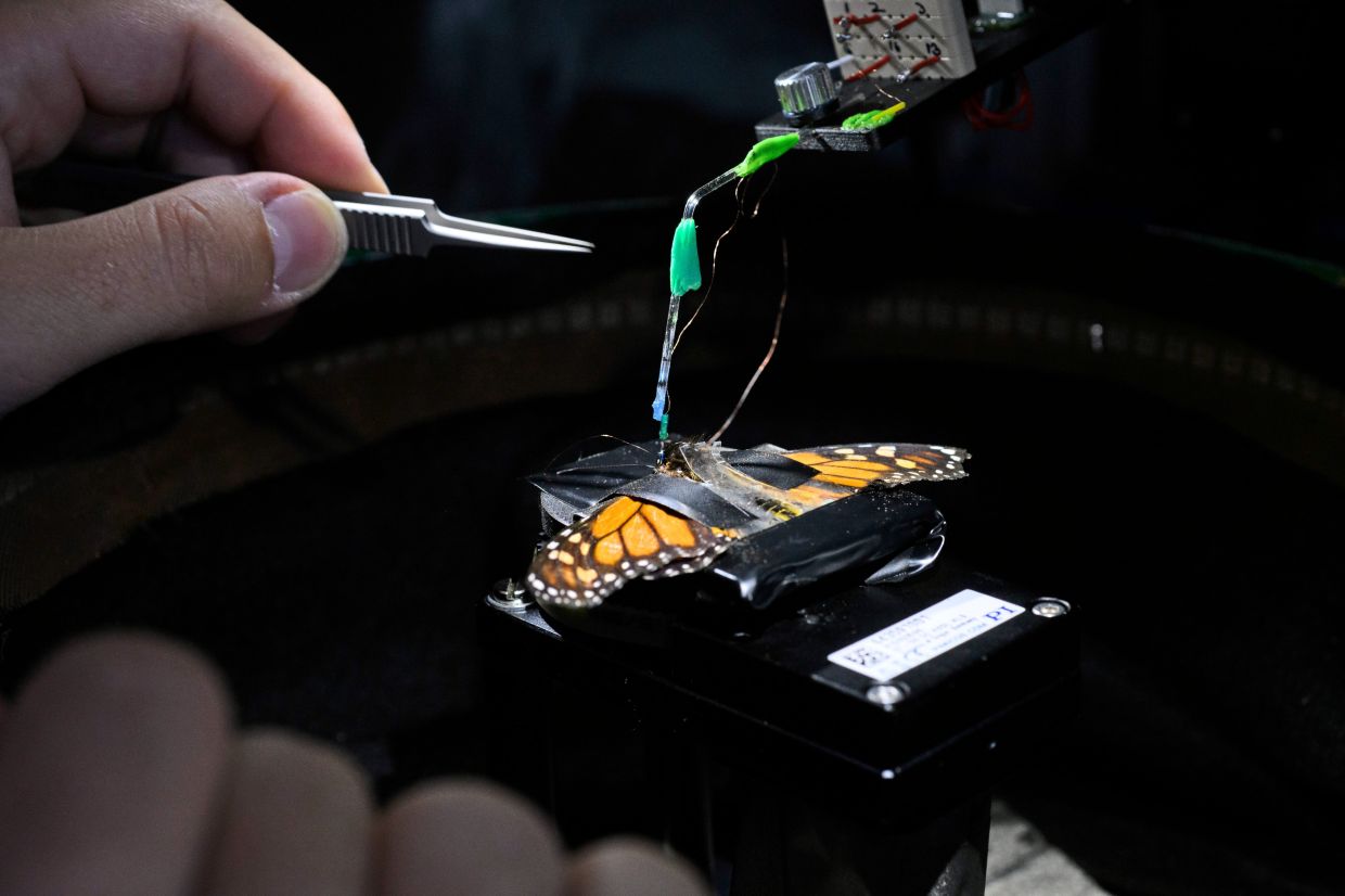 A scientist placing an electrode inside a butterfly’s brain. — Mark Felix/The New York Times