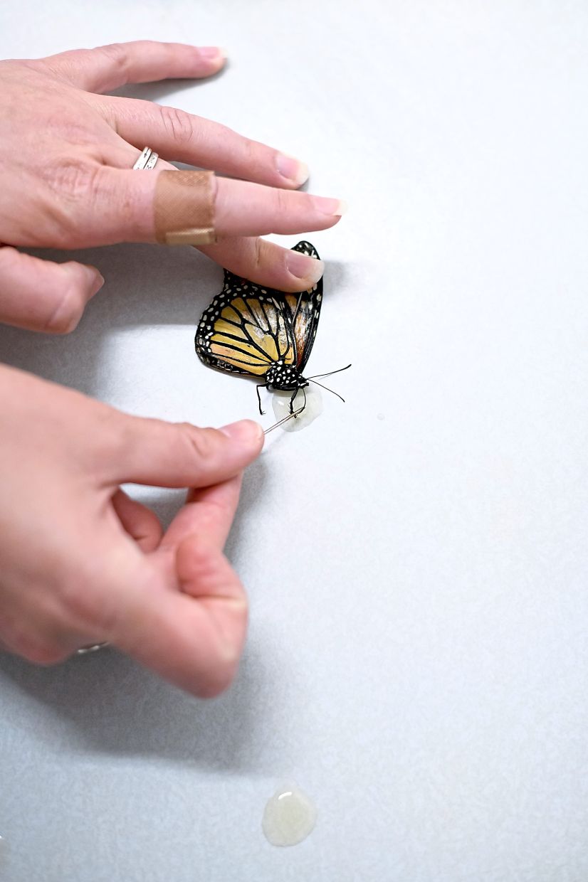 A researcher feeds butterflies in a lab in College Station, Texas. — Mark Felix/The New York Times