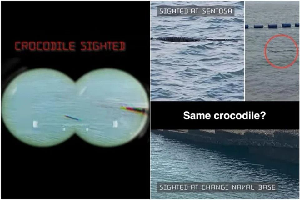 Crocodile seen in Singapore waters near Changi Naval Base; second reported sighting after Sentosa