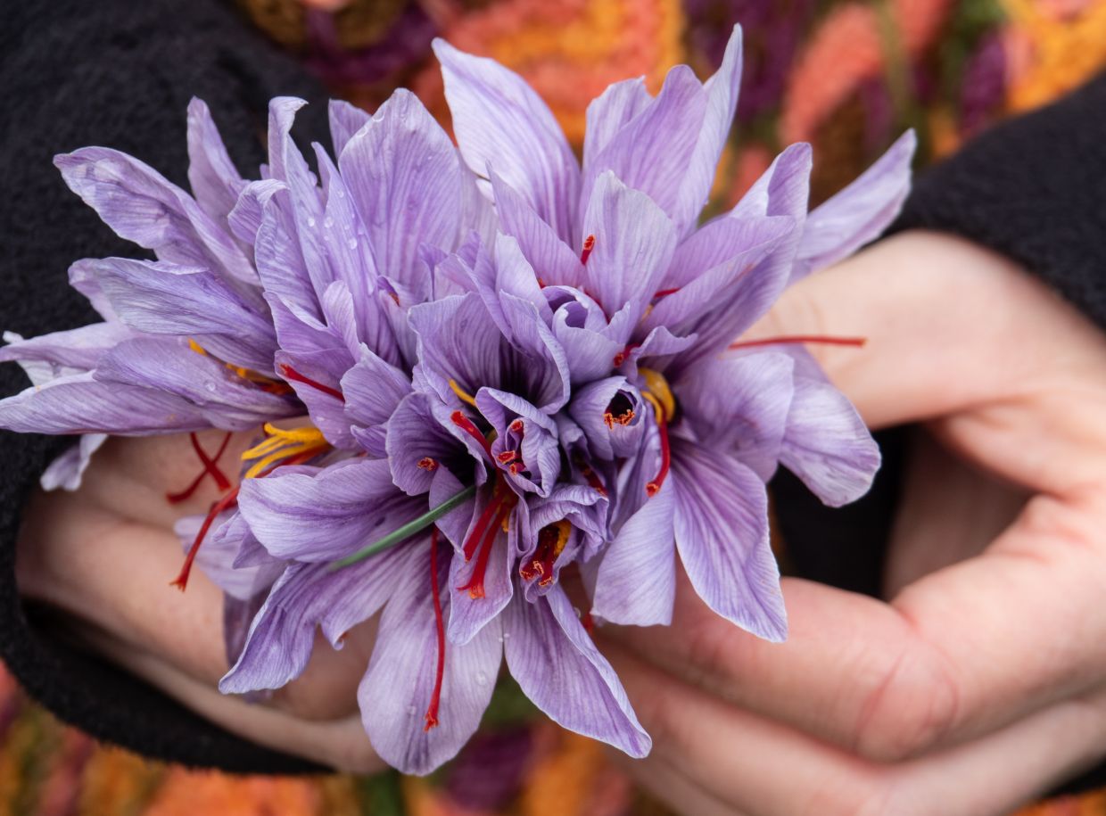 Each saffron flower is painstakingly picked by hand - a factor you can feel in the price. Photo: Andreas Drouve/dpa
