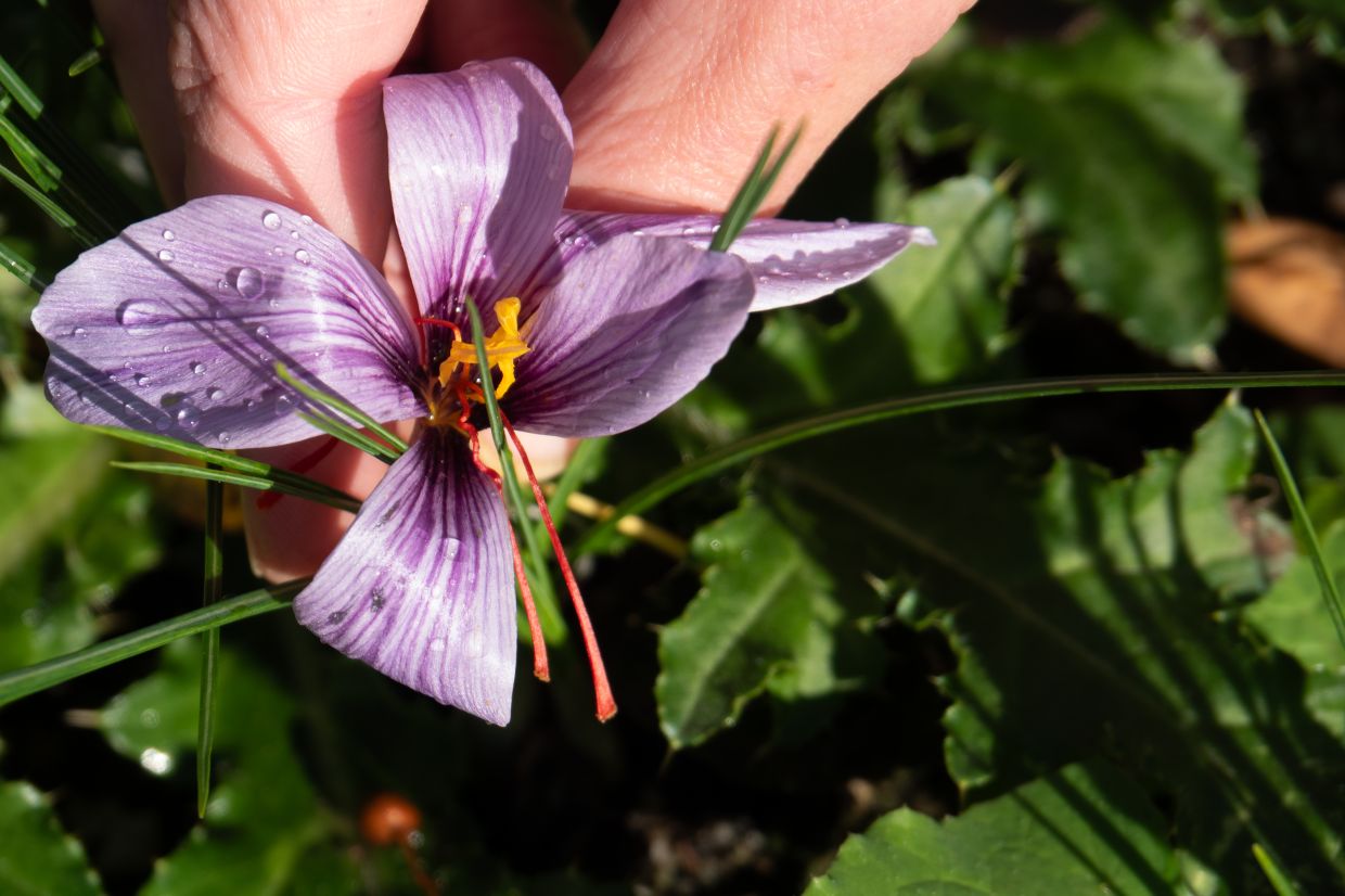 The feather-light red stigmas are the most valuable part of saffron. That's why it's nicknamed red gold. Photo: Andreas Drouve/dpa