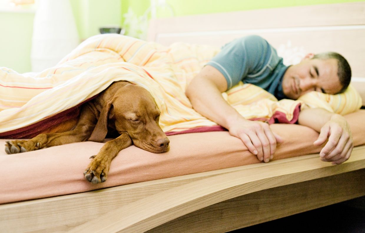 Some pet owners love it when the dog or cat sleeps on their bed. If you allowed it when they were a puppy or kitten, it will be difficult for you to change your mind later - but it's doable. —Photo: Monique Wuestenhagen/dpa