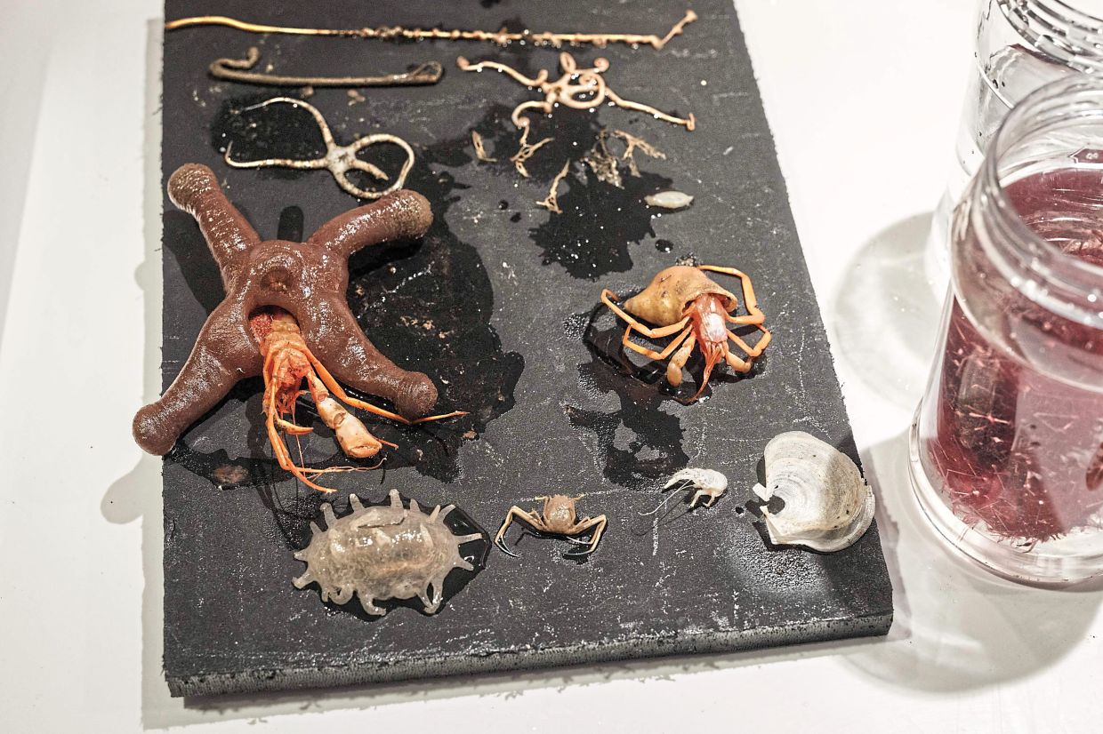 Unidentified deep-sea specimens brought up by a submersible to the OceanXplorer.