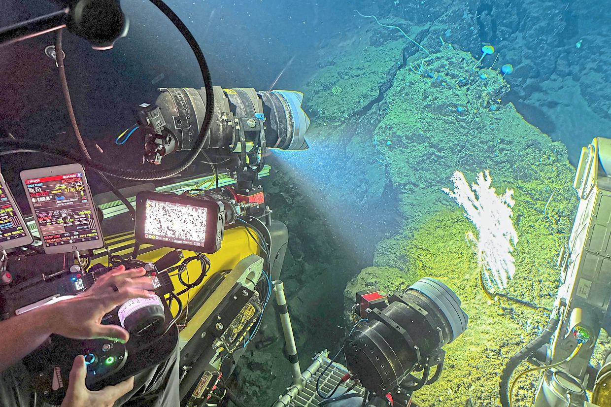 A coral below 900m deep off Sulawesi being filmed by an OceanX submersible.