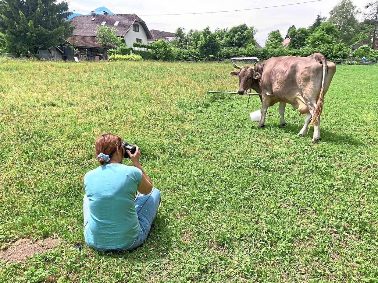 This is the first scientifically documented case of tool use in cows, researchers say. 