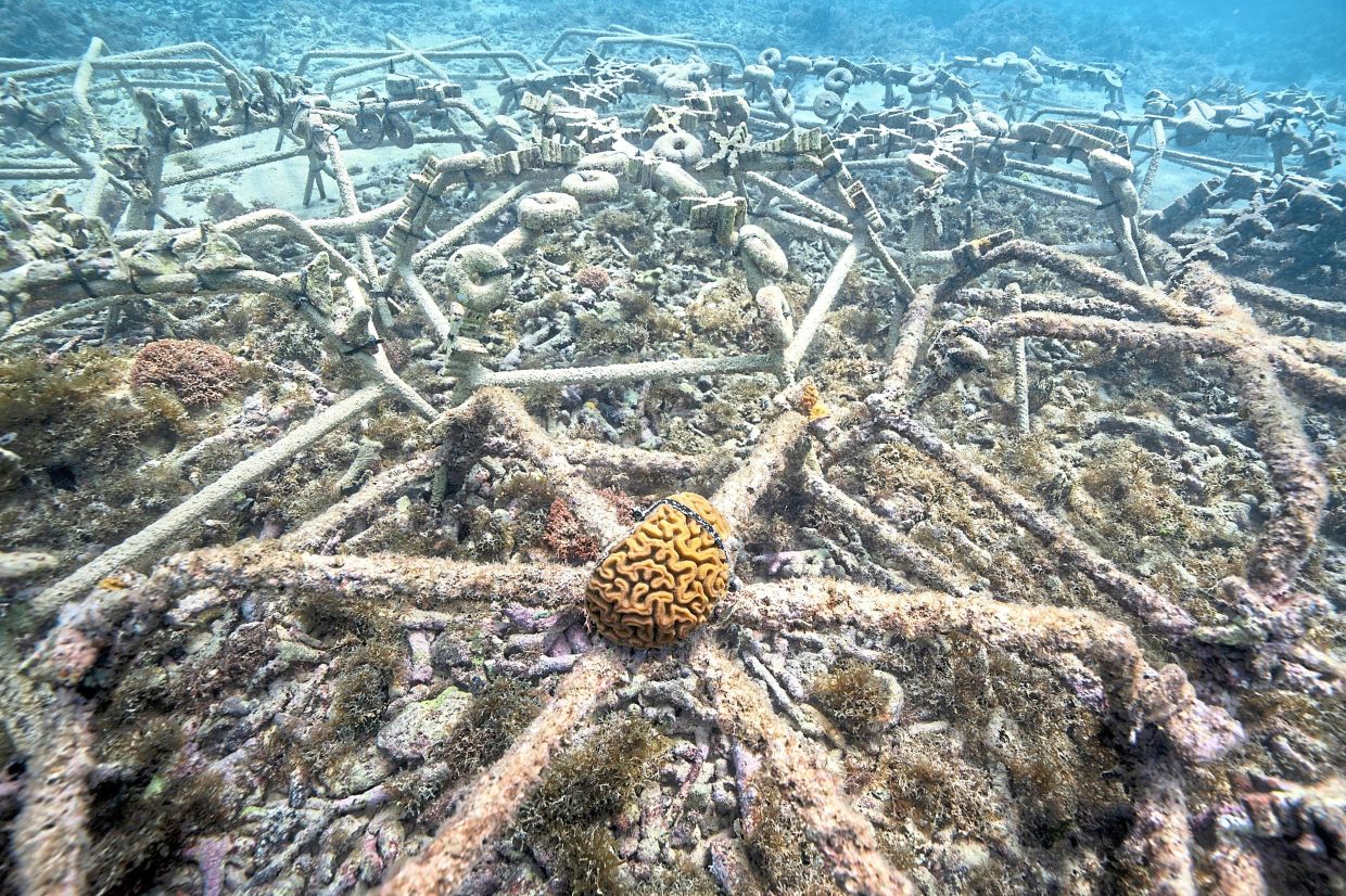 Diploria labyrinthiformis, a type of coral, grows at the Fundemar coral nursery.