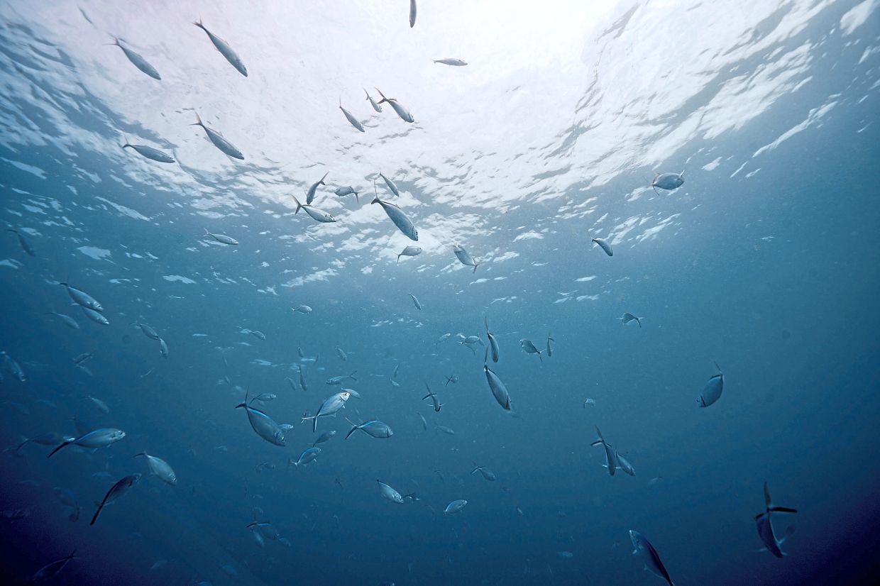 Fish swim in Bayahibe, Dominican Republic.