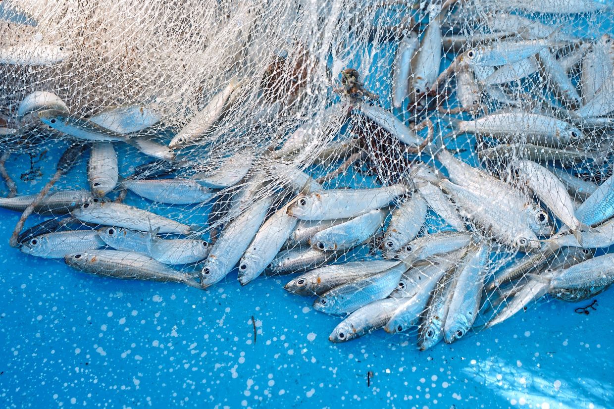 Sardines, caught for bait, sit in a net on a boat.