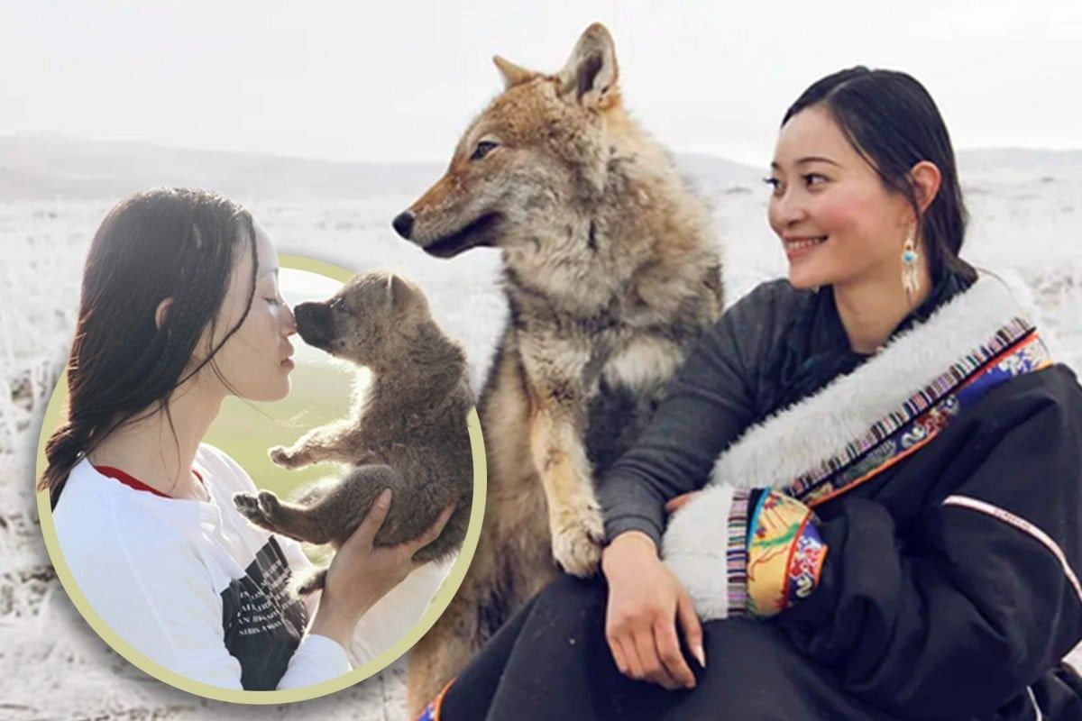 Story of China woman and adopted wolf son gains renewed fame, garners 2.8 billion views online