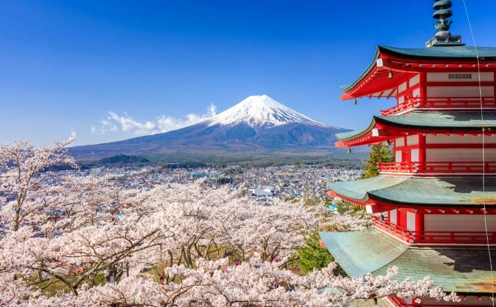 Japan's Mount Fuji cherry blossom festival cancelled due to overtourism