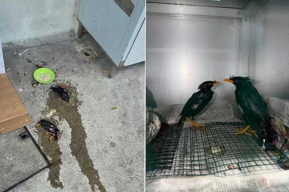 Two mynahs found stuck in rat glue traps in Woodlands, Singapore, under care of ACRES