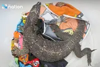 Airport sting seizes exotic lizard and rat