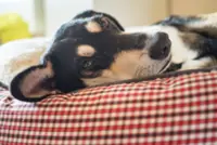 Is it okay to let pets sleep in your bed? Experts weigh in
