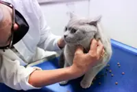 Does your pet have a food allergy? Here are the signs to look out for