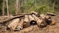 Sabah strengthens sustainable timber trade with EU-aligned system