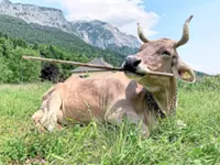 The cow that uses tools