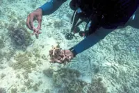 As reefs vanish, assisted coral fertilisation offers hope in the Dominican Republic