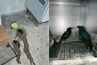 Two mynahs found stuck in rat glue traps in Woodlands, Singapore, under care of ACRES