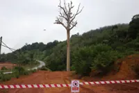 Century-old tualang tree felled for central spine road project