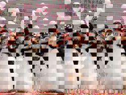 US charges 11 over Chinese sham marriages