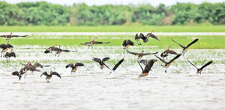 Myanmar stresses community role in wetlands conservation