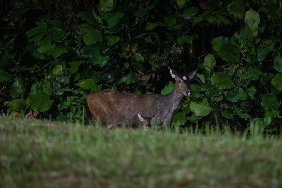 A rare sambar deer, nicknamed White Dot, was spotted with her newborn on Feb 4. - Photo: NICHOLAS LEE
