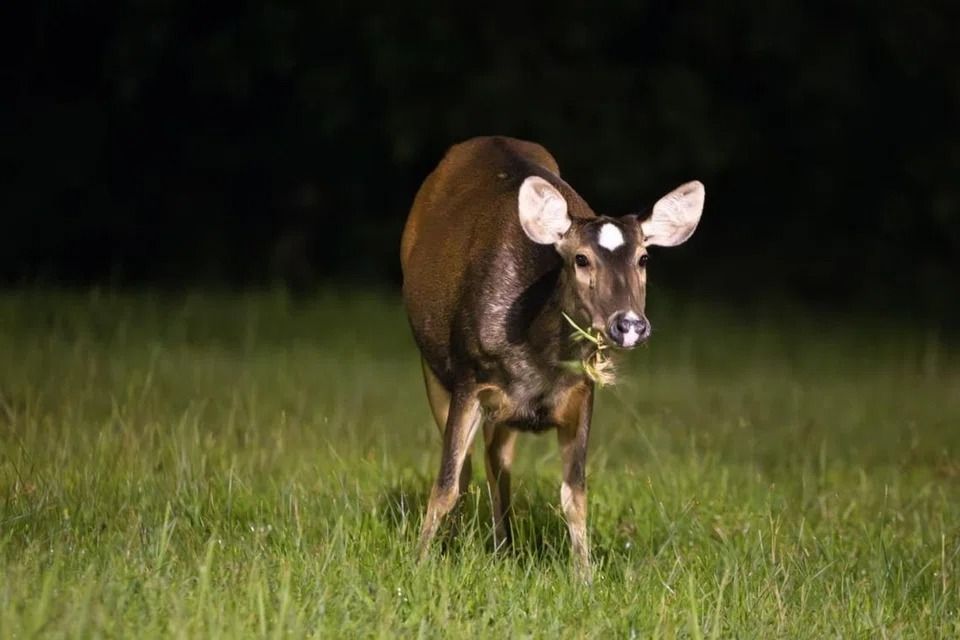 ‘Profoundly encouraging’ for conservation efforts: Rare sambar deer seen with fawn at Singapore's Mandai