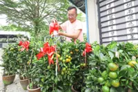 Prosperity plants grow in demand as Chinese New Year gets closer