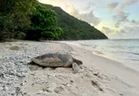 Authorities bust 'Ninja Turtle' syndicate that bred, sold exotic turtles