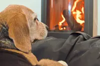 Pets and fire safety: Tips to help prevent home fires and keep your pets safe