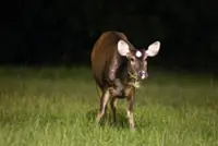 ‘Profoundly encouraging’ for conservation efforts: Rare sambar deer seen with fawn at Singapore's Mandai