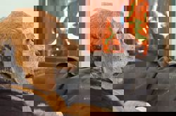 Pets and fire safety: Tips to help prevent home fires and keep your pets safe