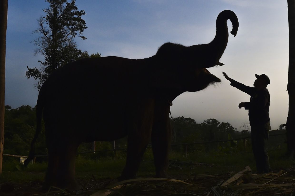 Riau Police probe decapitation of critically endangered Sumatran elephant