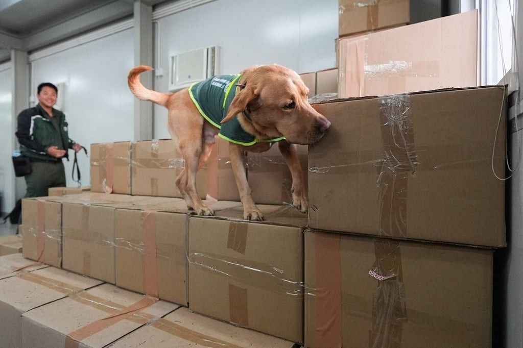 Loki, one of the department’s canines trained to detect controlled items such as animals and plants. - Photo: Eugene Lee