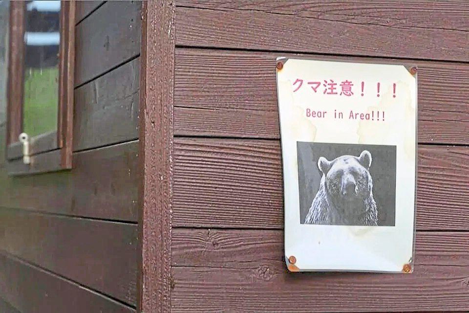 Study: Bears enter towns despite being well-fed