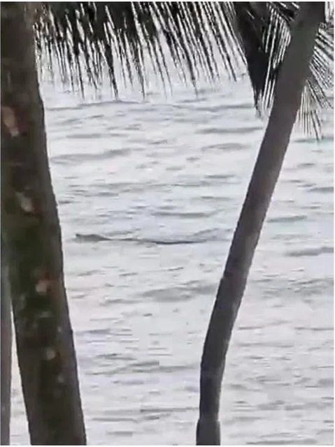 Water activies resume after end to croc sightings