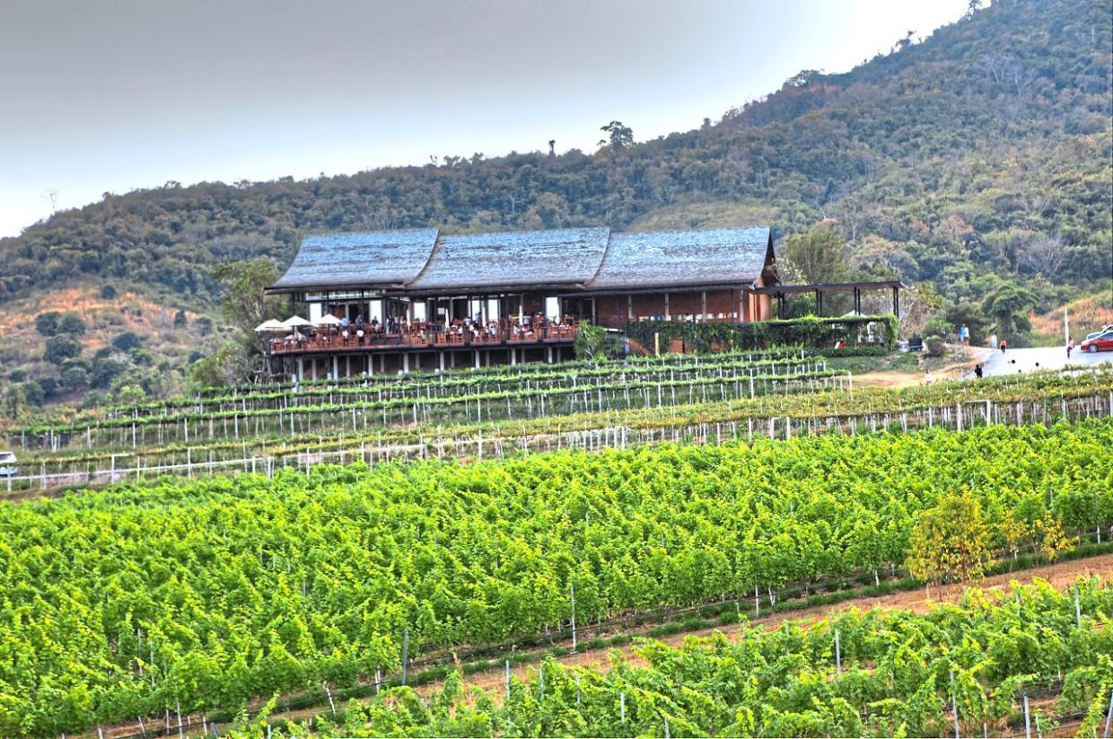 The Monsoon Valley Vineyard in Hua Hin is known as one of Thailand's top wine destinations. — Wikimedia Commons