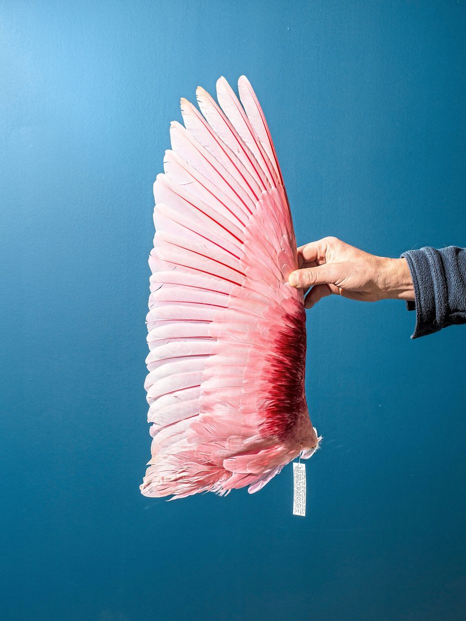 A wing of a roseate spoonbill.