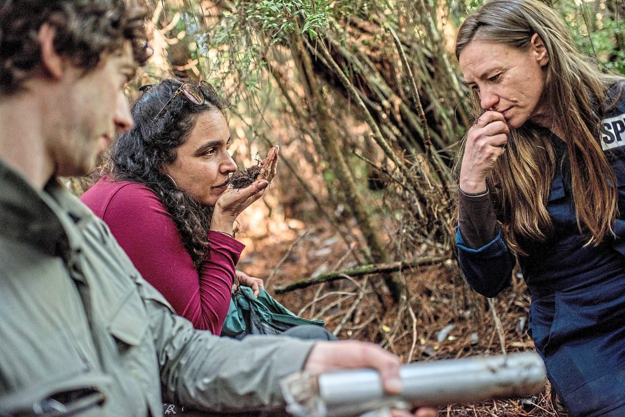 Furci (centre) and Kiers (right) smell soil as Sheldrake takes soil samples in a forest near Alerce Costero National Park, Chile in 2022. — Photos: TOMAS MUNITA/The New York Times