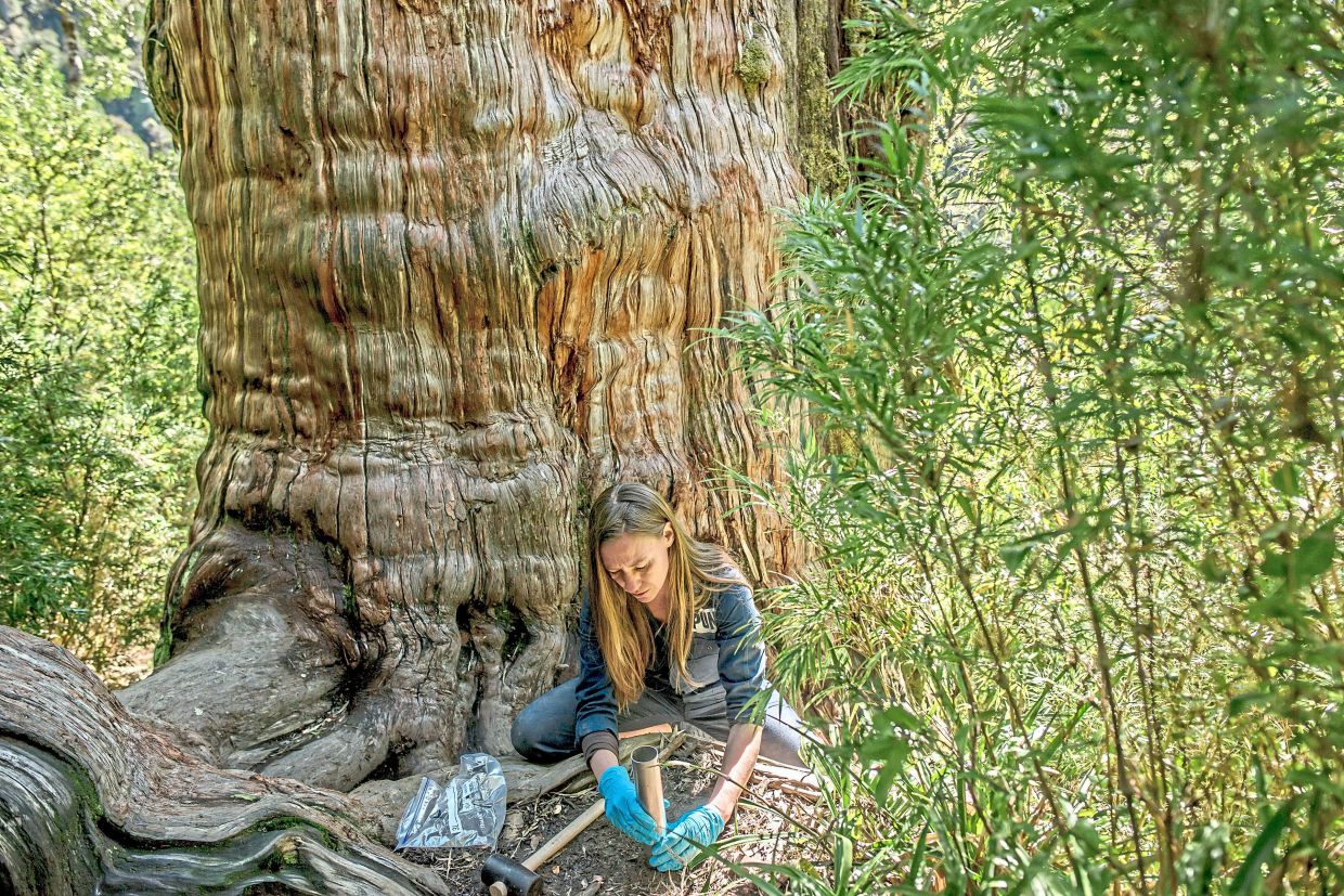 Kiers takes soil samples in the foot of an alerce that is dated at least 3,500 years old, in Alerce Costero National Park, Chile, in 2022. 