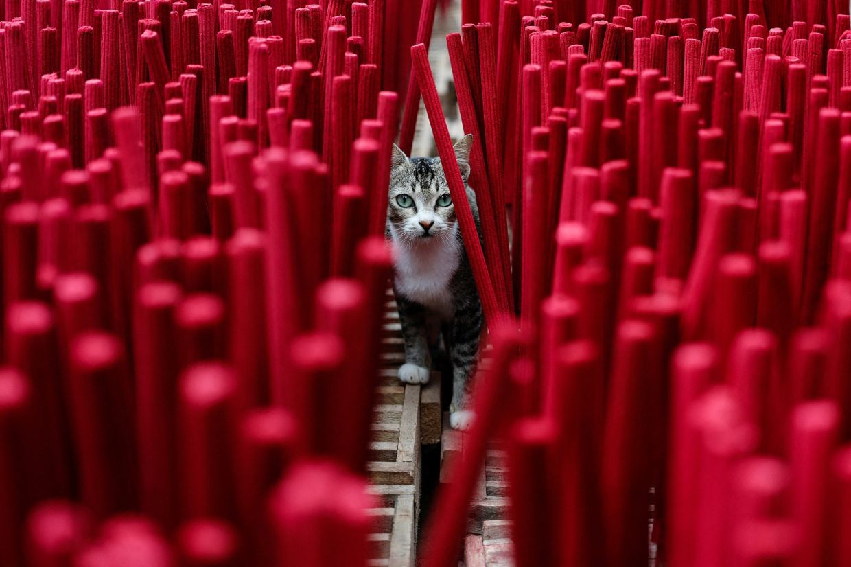 A cat stands among incense sticks drying at a home-industry factory, ahead of the Chinese Lunar New Year, which will welcome the Year of the Horse, in Tangerang, on the outskirts of Jakarta, Indonesia, on Monday, February 9, 2026. -- Photo: REUTERS/Ajeng Dinar Ulfiana