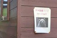 Study: Bears enter towns despite being well-fed