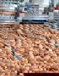 Hock Soon IPO draws 1.36x public subscription ahead of Feb 13 listing