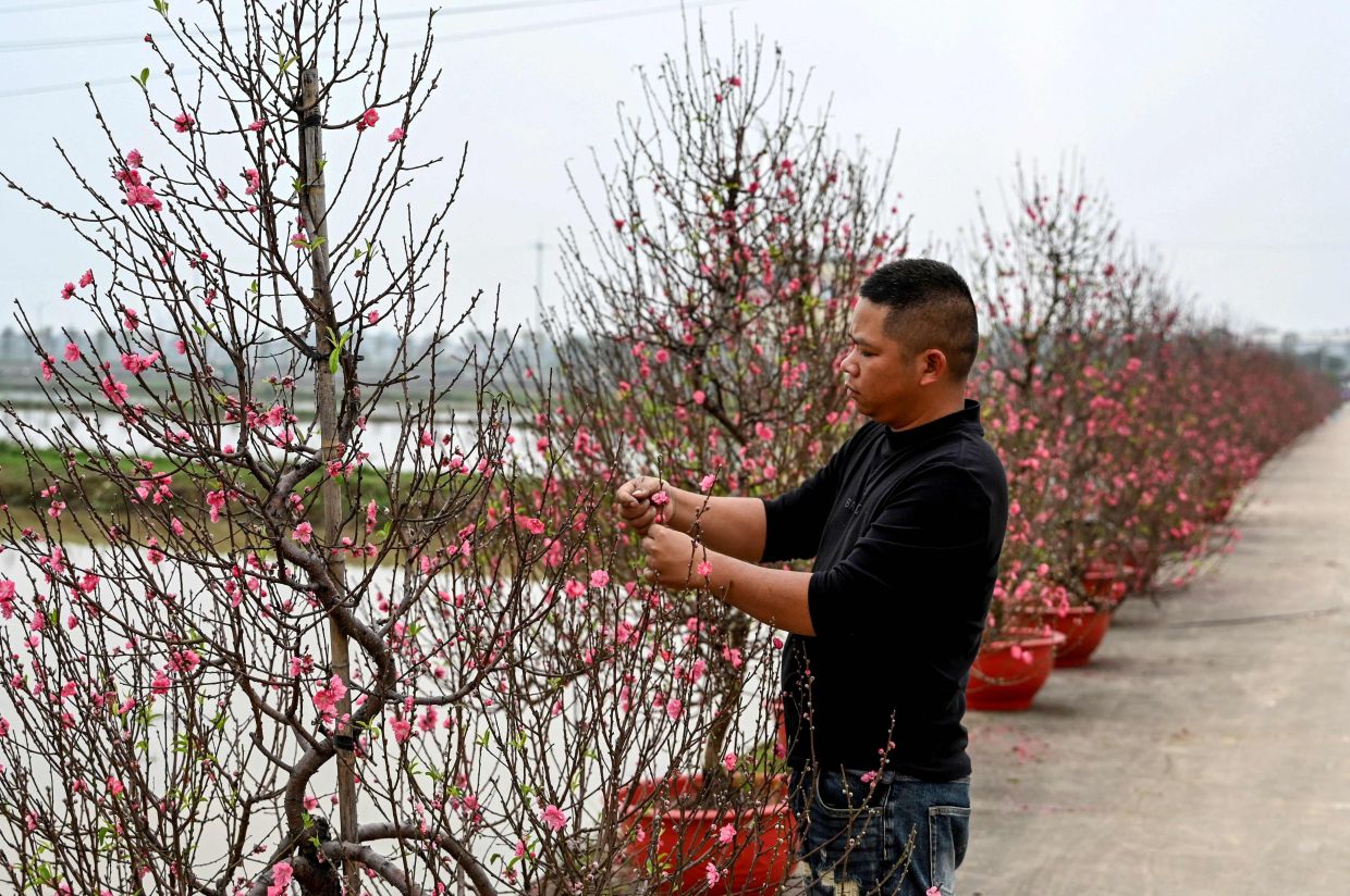 A man tends to peach blossom trees for sale in Hanoi on Tuesday, February 10, 2026. -- Photo by Nhac NGUYEN / AFP