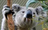 QuickCheck: Do koalas really spend most of their day sleeping?