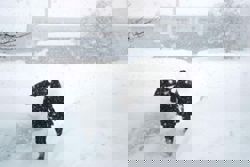 Death toll from heavy snowfall in Japan rises to 46