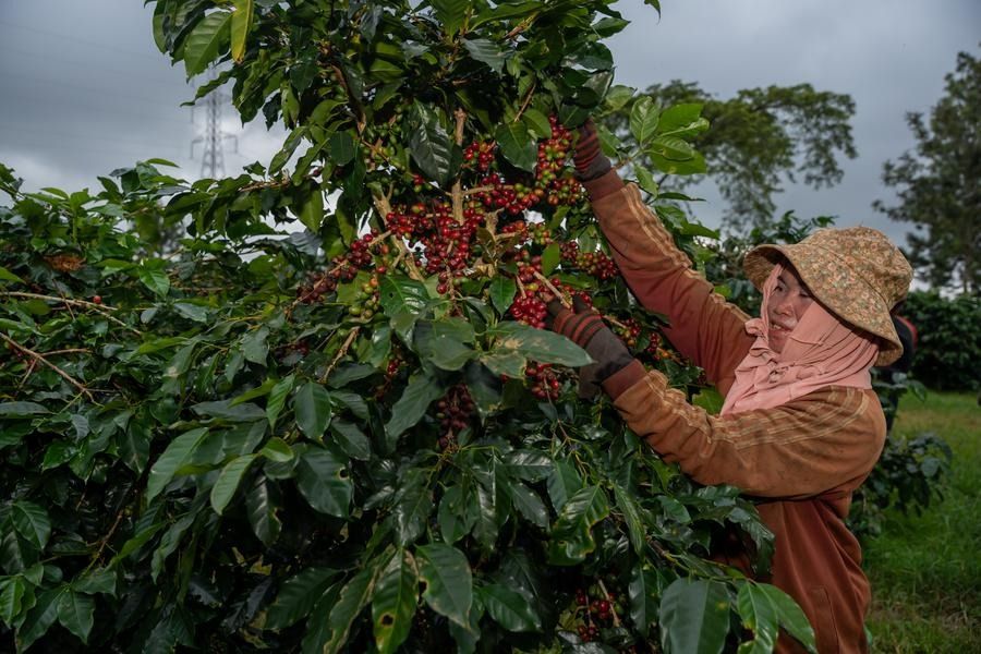 Laos promotes sustainable coffee and tea farming to boost income