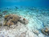 Three-year heatwave bleached half the planet's coral reefs: study