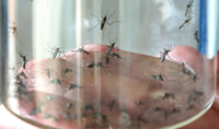 63 chikungunya cases reported in Jitra housing area