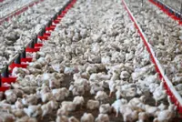 CAT affirms MyCC's RM415.5mil decision against chicken feed cartel